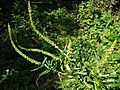 GT Weld or Dyer's Rocket, Reseda luteola on disturbed bank