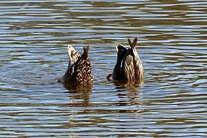 Gadwall (Anas strepera) female and male dabbling