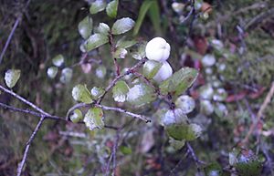 Gaultheria antipoda 11.JPG