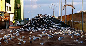 Gråtrut (Larus argentatus) -Ystad-2021