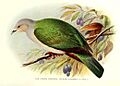 GreenImperialPigeon