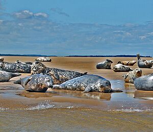 Grey seals, Stiffkey, Norfolk