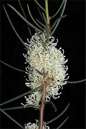 Hakea candolleana.jpg