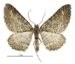 Hydriomena clarkei male.jpg