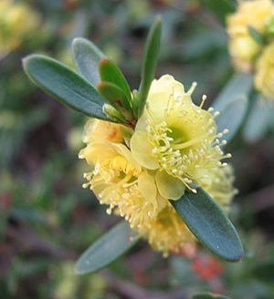 Hypocalymma xanthopetalum.jpg