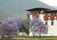 Jacaranda bhutan