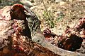 Komodo Dragon Eating Rinca