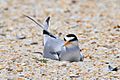 Least Tern on Nest