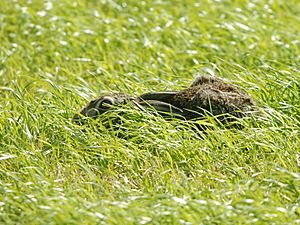 Lepus europaeus (hiding)