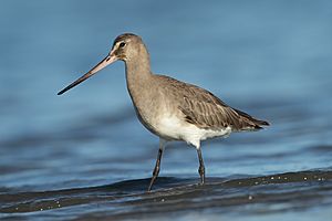 Limosa haemastica - Kogarah Bay.jpg