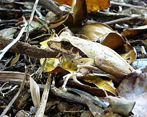 Litoria nigrofrenata.jpg