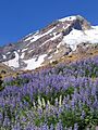 Lupine on Mount Adams (Washington)