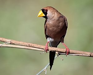 Masked Finch 7355-2.jpg