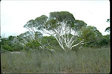 Melaleuca cajuputi (habit)