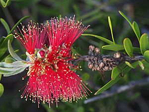 Melaleuca comboynensis - flowers.jpg