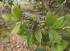 Melaleuca viridiflora foliage and fruit