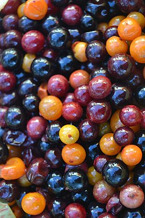 Mijo or guavaberry fruits(2)