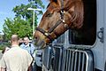 Minneapolis-horse-police-20070517