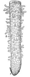 NSRW Root-Tip