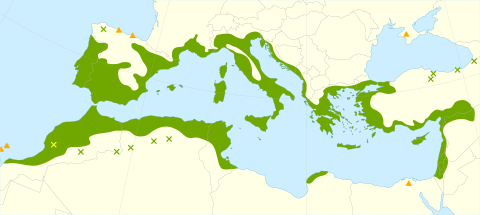 Olea europaea subsp. europaea range