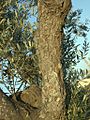 Olive tree trunk