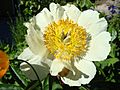 Paeonia Claire de Lune1a.UME