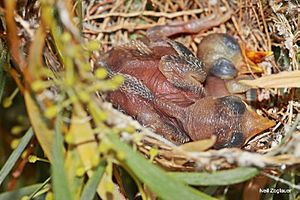 Painted Honeyeater nest1