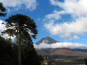 Parque Nacional Conguillio 001