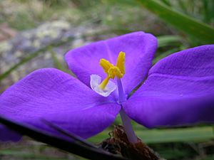 Patersonia sericea.jpg