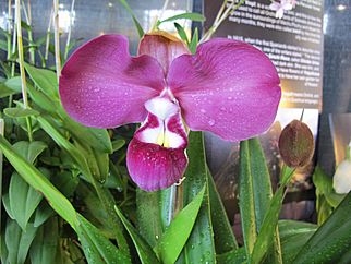 Phragmipedium kovachii - Flickr 003