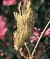 Phyllody on Cosmos