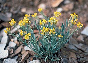 Physaria obcordata.jpg