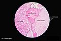 Pituitary gland histology 2014