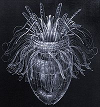 Pliciloricus enigmatus.jpg