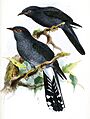 PolyphasiaPasserinaKeulemans