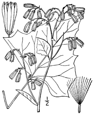 Prenanthes alba BB-1913-1.png