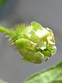 Prickly gooseberry 1