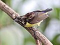 Purple-RumpedSunbird Molting