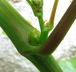 Regent Grape Vine with bud