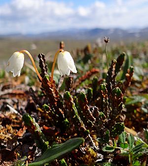 Rohkunborri-Cassiope-Tetragona.jpg