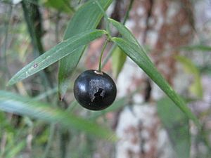 Scrambling Lily fruit.jpg