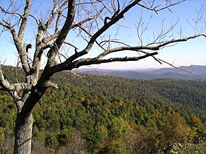 Shenandoah Trees