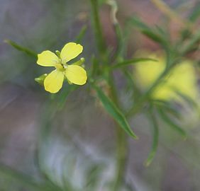 Sisymbrium altissimum tumblemustard closeup