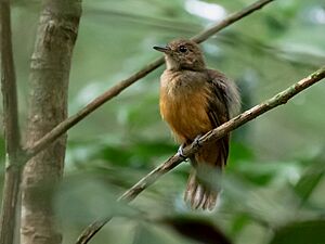 Thamnomanes caesius - Cinereous Antshrike (female); Manacapuru, Amazonas, Brazil.jpg
