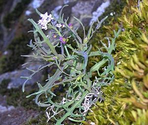 Thysanocarpus conchuliferus.jpg