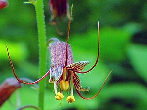 Tolmiea menziesii - Youth-on-Age.jpg