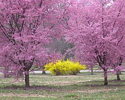 Tower Grove Park Scene 2