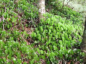 Trichomanes reniforme ground cover.jpg