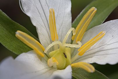 Trillium ovatum 1292