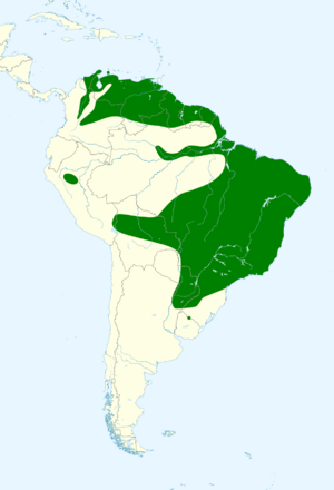 Turdus leucomelas map.svg